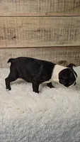 Brindie, a female Boston Terrier for sale in Newberry, IN – Photo 4 of 10