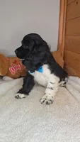 Cassie's 1st. boy, a male Cocker Spaniel for sale in Newberry, IN – 6 of 7