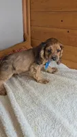 Cassie's 3rd boy, a male Cocker Spaniel for sale in Newberry, IN – 6 of 6