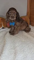 Cassie's 2nd boy, a male Cocker Spaniel for sale in Newberry, IN – 4 of 7