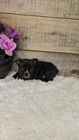 Blake, a male Boston Terrier for sale in Newberry, IN – Photo 2 of 10