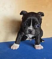 Blake, a male Boston Terrier for sale in Bloomington, IN – Photo 2 of 7
