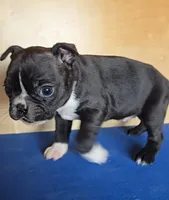 Blake, a male Boston Terrier for sale in Bloomington, IN – Photo 4 of 7