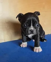 Blake, a male Boston Terrier for sale in Bloomington, IN – Photo 1 of 7