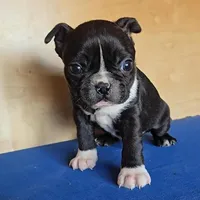 Blake, a male Boston Terrier for sale in Newberry, IN – Photo 8 of 10