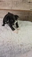 Blake, a male Boston Terrier for sale in Newberry, IN – Photo 5 of 10