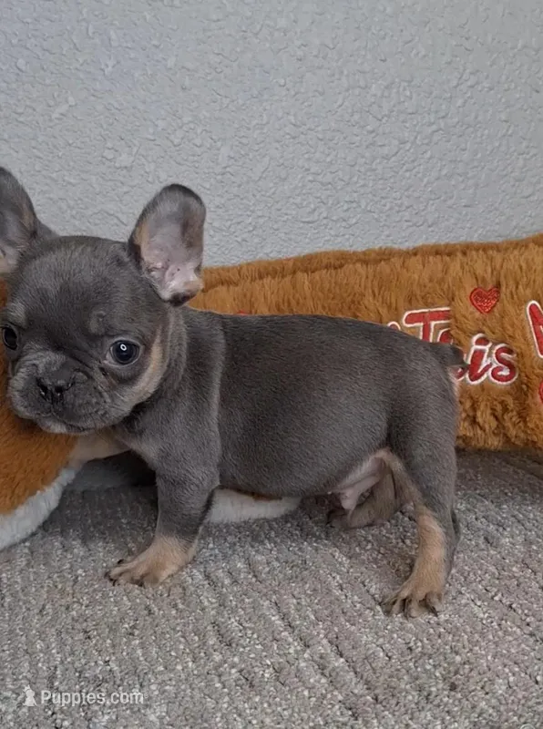 Leo, a male French Bulldog for sale in Bloomington, IN – Photo 1 of 5