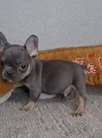 Leo, a male French Bulldog for sale in Bloomington, IN – Photo 1 of 5