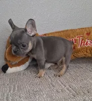 Leo, a male French Bulldog for sale in Bloomington, IN – Photo 4 of 5