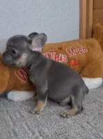 Leo, a male French Bulldog for sale in Bloomington, IN – Photo 5 of 5