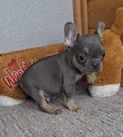 Leo, a male French Bulldog for sale in Bloomington, IN – Photo 3 of 5