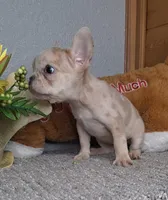 Mocha , a female French Bulldog for sale in Newberry, IN – Photo 3 of 5
