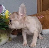Mocha , a female French Bulldog for sale in Newberry, IN – Photo 2 of 5