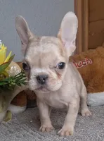 Mocha , a female French Bulldog for sale in Newberry, IN – Photo 5 of 5
