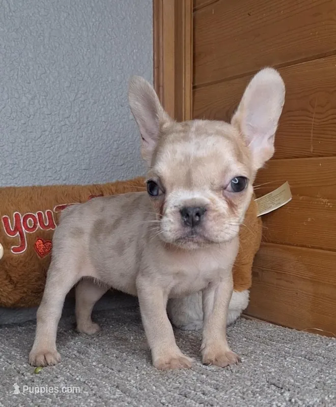 Mocha  – French Bulldog puppy for sale in Newberry, IN