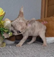 Mocha , a female French Bulldog for sale in Newberry, IN – Photo 4 of 5