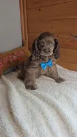 Cassie's 2nd boy, a male Cocker Spaniel for sale in Newberry, IN – 5 of 7