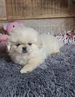 Rosie, a female Pekingese for sale in Bloomington, IN – Photo 4 of 5
