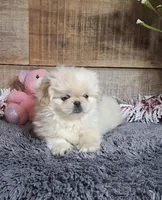 Rosie, a female Pekingese for sale in Bloomington, IN – Photo 2 of 5