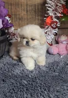 Rosie, a female Pekingese for sale in Bloomington, IN – Photo 1 of 5