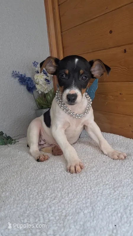 Peanut – Rat Terrier, Miniature Pinscher puppy for sale in Newberry, IN