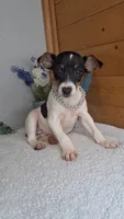 Peanut, a male Rat Terrier and Miniature Pinscher for sale in Newberry, IN – 1 of 3