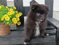 Black Pom # 3, a male Pomeranian for sale in Newberry, IN – 2 of 3