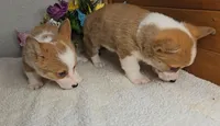 Katie's Girl, a female Pembroke Welsh Corgi for sale in Newberry, IN – 3 of 4