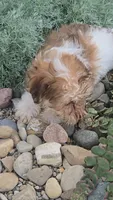 Haily, a female Havanese for sale in Newberry, IN – 3 of 3