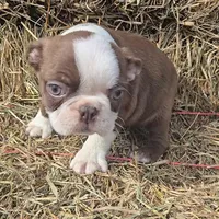 Chocl girl # 2, a female Boston Terrier for sale in Newberry, IN – Photo 3 of 5