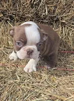 Chocl girl # 2, a female Boston Terrier for sale in Bloomington, IN – Photo 4 of 7