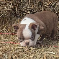 Chocl girl # 2, a female Boston Terrier for sale in Newberry, IN – Photo 2 of 5