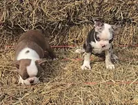 Chocl girl # 2, a female Boston Terrier for sale in Bloomington, IN – Photo 2 of 7