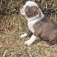 Chocl girl # 2, a female Boston Terrier for sale in Newberry, IN – Photo 4 of 5