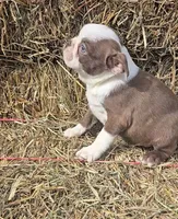 Chocl girl # 2, a female Boston Terrier for sale in Bloomington, IN – Photo 7 of 7