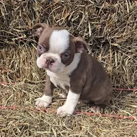 Chocl girl # 2, a female Boston Terrier for sale in Newberry, IN – Photo 1 of 5