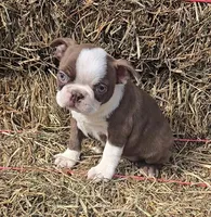 Chocl girl # 2, a female Boston Terrier for sale in Bloomington, IN – Photo 1 of 7