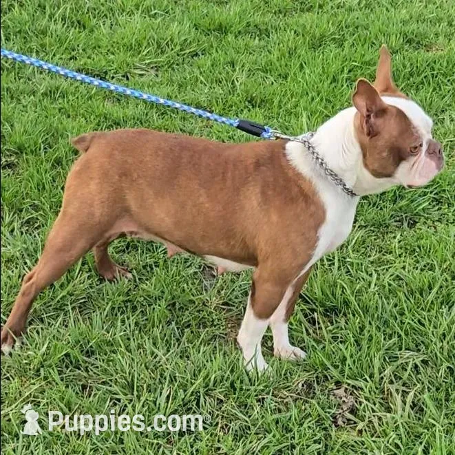 Chocl girl # 2, a female Boston Terrier for sale in Newberry, IN – Photo 5 of 5