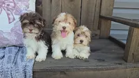 Hanz/Phone calls only, a male Havanese for sale in Newberry, IN – 2 of 5