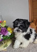 Teddy, a male Mal Shi for sale in Newberry, IN – Photo 2 of 8