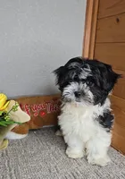 Teddy, a male Mal Shi for sale in Newberry, IN – Photo 7 of 8