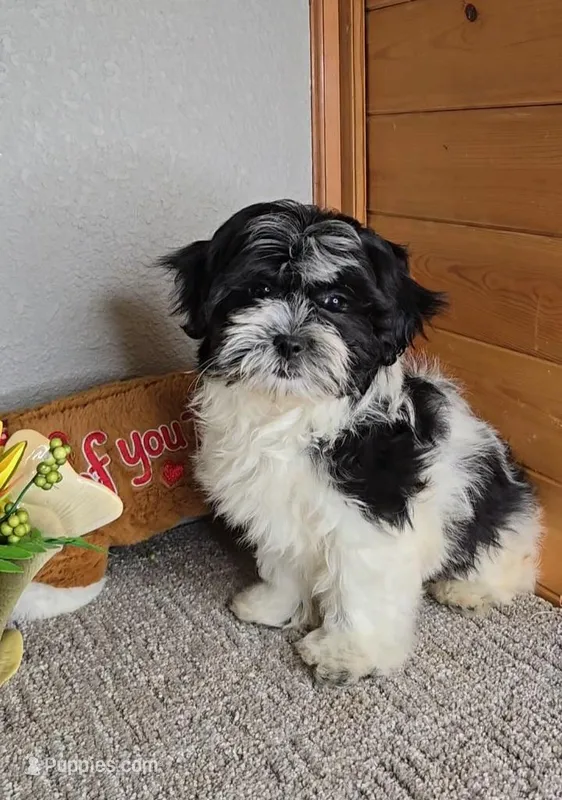 Teddy – Mal Shi puppy for sale in Newberry, IN
