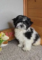 Teddy, a male Mal Shi for sale in Newberry, IN – Photo 1 of 8