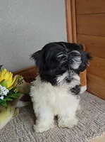 Teddy, a male Mal Shi for sale in Newberry, IN – Photo 3 of 8