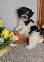 Teddy, a male Mal Shi for sale in Newberry, IN – Photo 6 of 8
