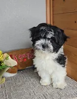 Teddy, a male Mal Shi for sale in Newberry, IN – Photo 4 of 8