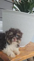 Hanz, a male Havanese for sale in Newberry, IN – 2 of 2