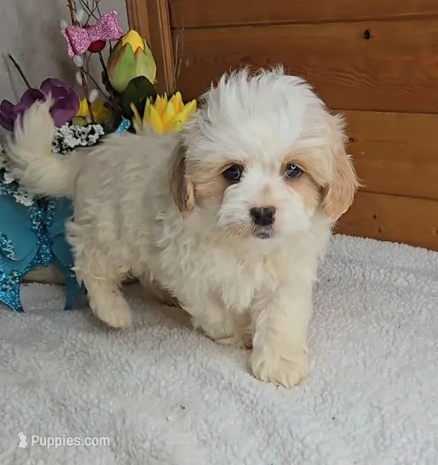 Oliver – Peekapoo puppy for sale in Newberry, IN