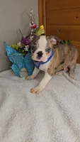 Merle with blue eyes/includes shipping, a male Boston Terrier for sale in Newberry, IN – Photo 5 of 5