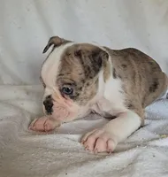 Merle Pup#2, a male Boston Terrier for sale in Newberry, IN – Photo 2 of 9